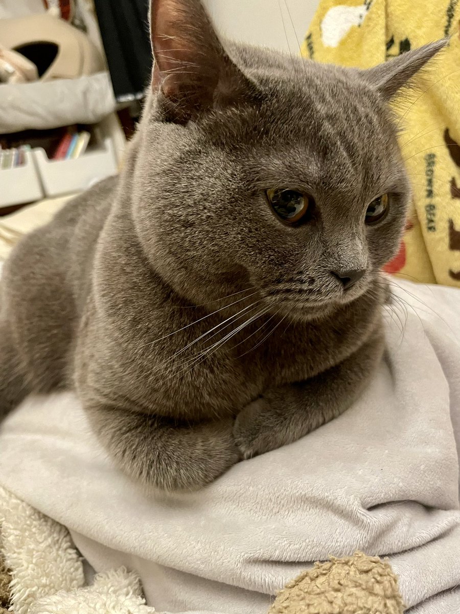 もちも | 脳障害＆重症難治てんかんのノチェロ、二分脊椎のルーさん tweet media