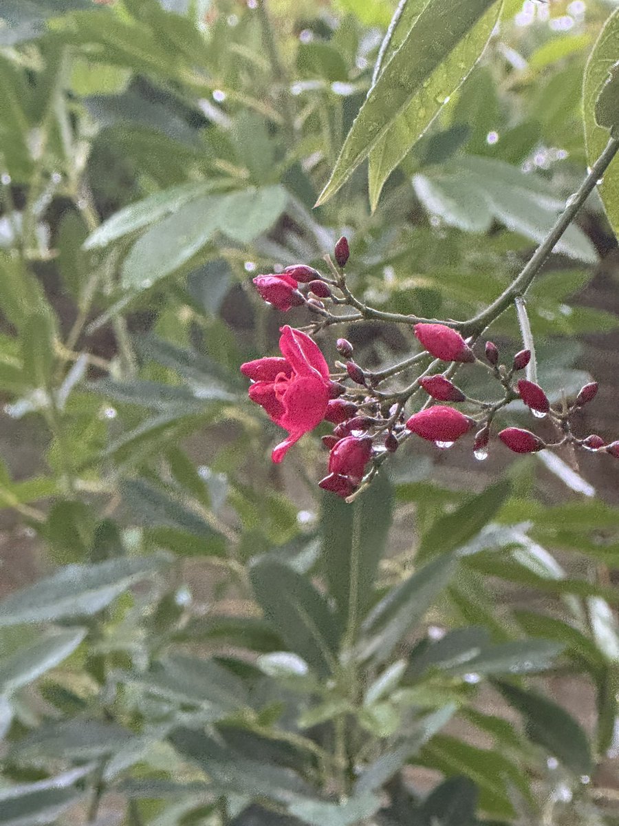 fattom123's tweet photo. #مكه_الان
أجمل الجمال قطرات☔️ 💦 المطر على الأشجار . https://t.co/F5FXSsfZ91