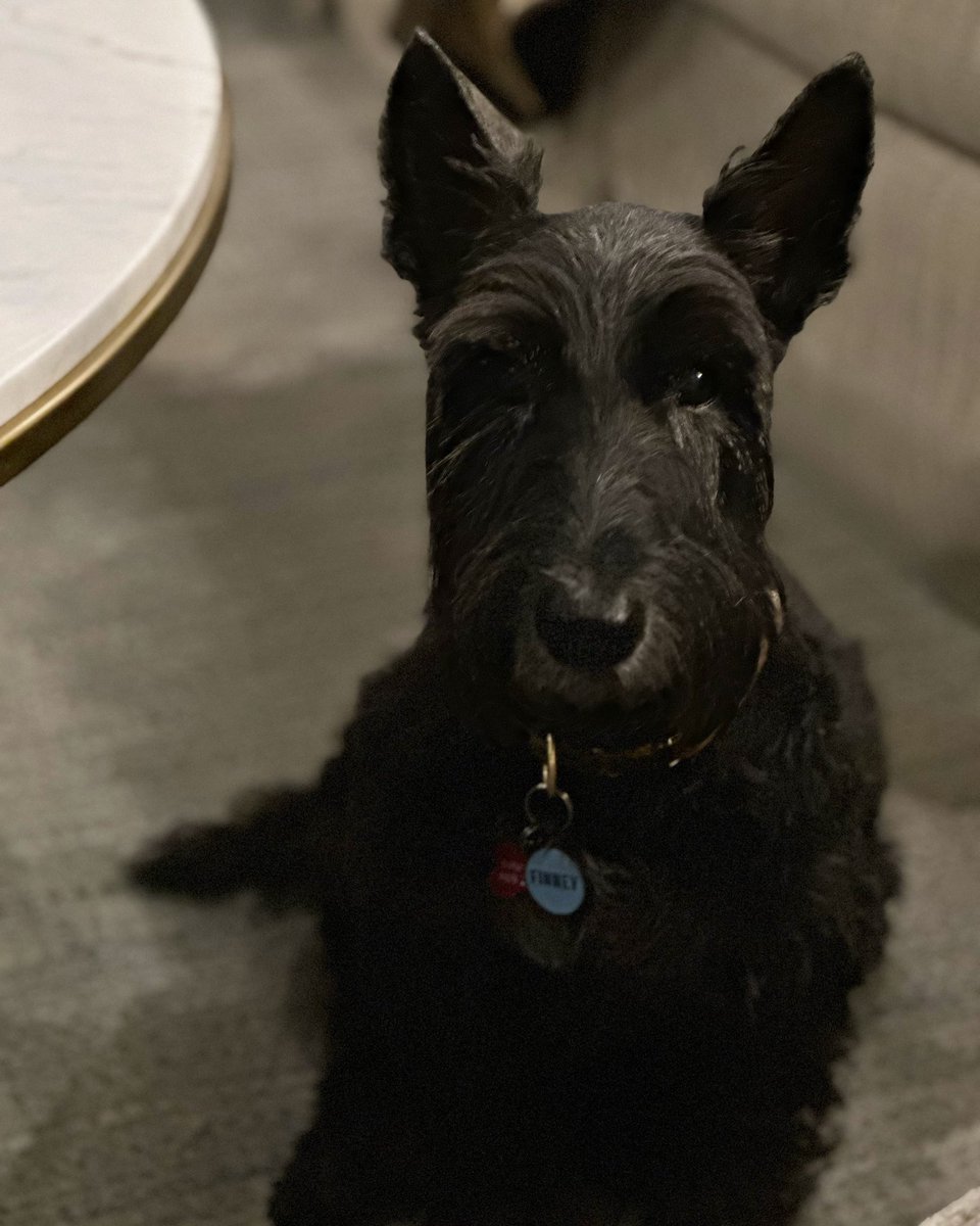 Scott Orr tweet media