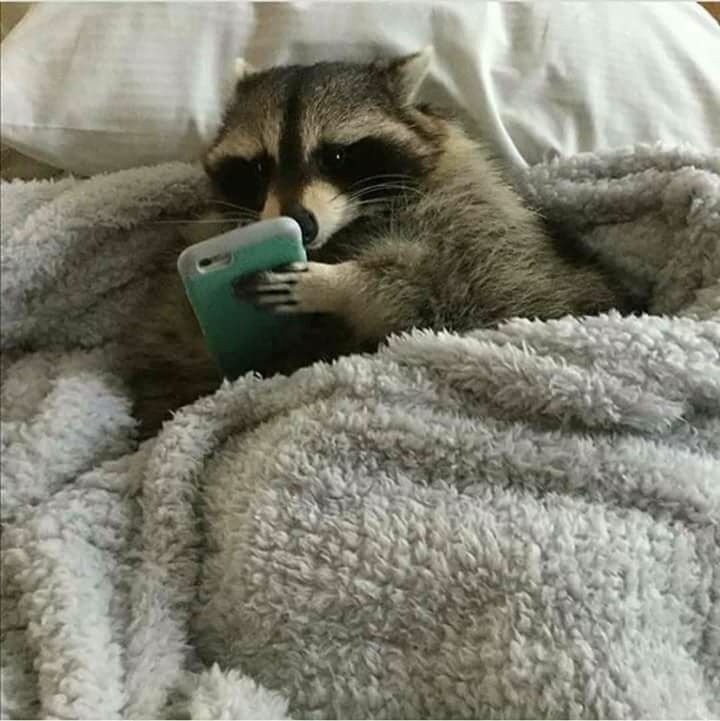 0x_frenchie's tweet photo. Day 5 of posting a Raccoon meme a day until I get
@RcoonsNFT WL https://t.co/NOBjmWxrYH