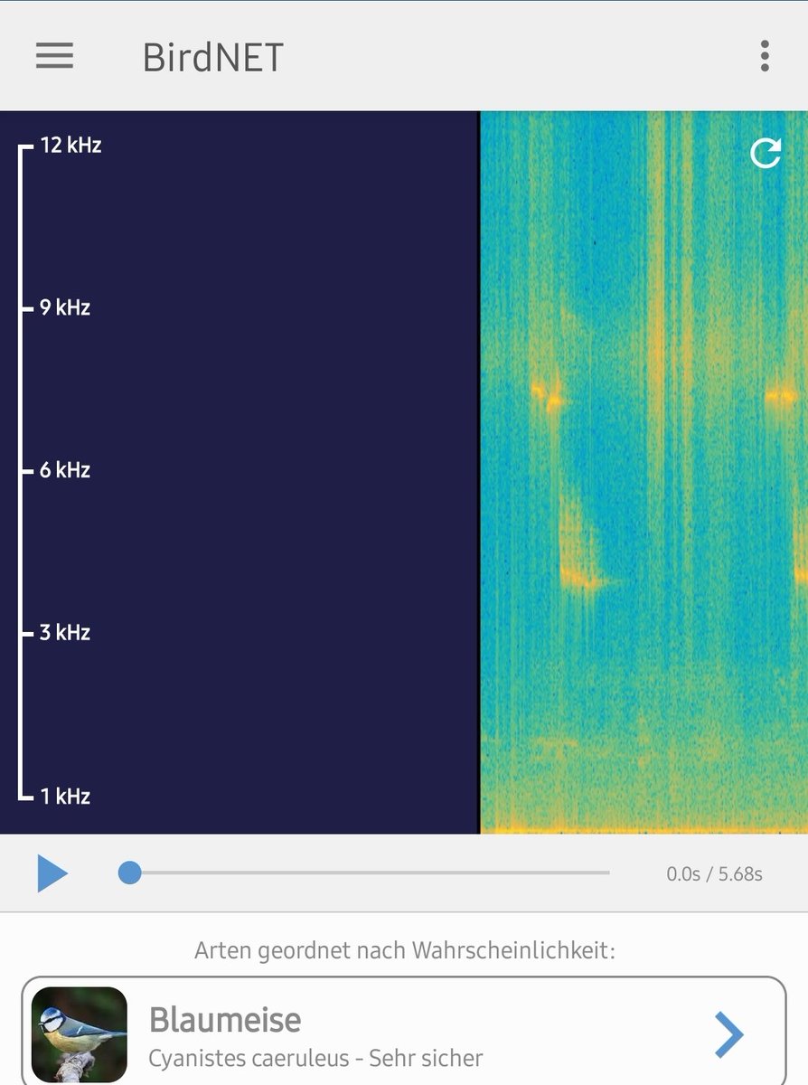 stehrumchen's tweet image. Da ist sie wieder...

#Birdnet