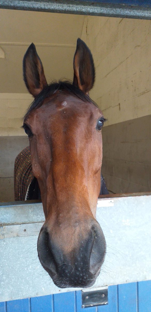 KipperRoberts68's tweet image. What a horse! Dorset's finest!😊👏👏👏❤️❤️❤️🐎🥰🥰🥰 #Soulicon