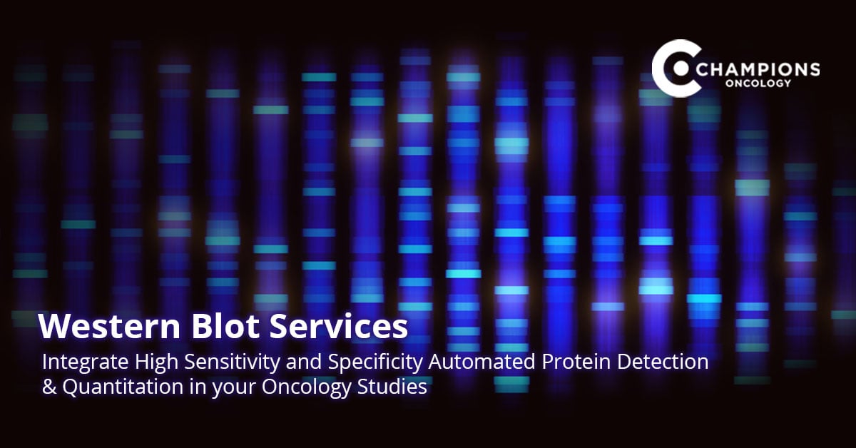 ChampionsOncol1's tweet image. Need a robust highly sensitive #WesternBlot assay for your preclinical studies or clinical trials? Champions' advanced Western Blot assay was developed for #TargetValidation, sample characterization, detecting post-translational modifications, and more. hubs.li/Q02_FTWz0
