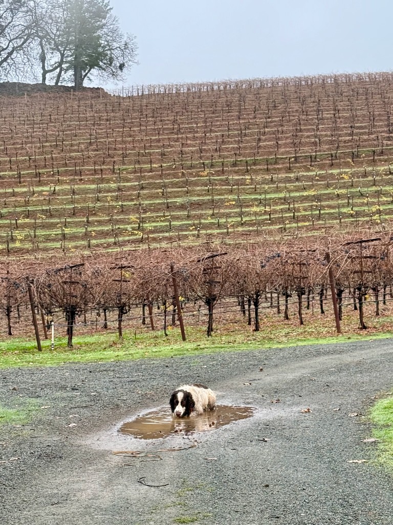 WinerySmith's tweet photo. Even on a cold winter's day, Tucker can be found, without fail, in a puddle...
#englishspringerlife #englishspringerfunny #winedog #winerydog #winedogs #napavalley #springspaniel #mountainwine #winetravel #wine https://t.co/vB9SXUjejx