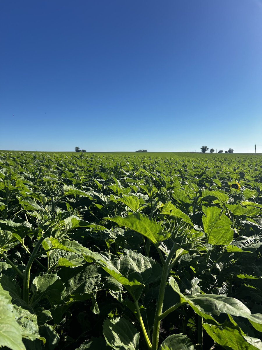 RUBISCO AGROPECUARIA SRL (@rubiscoagro) on Twitter photo Imponente lote de 🌻SPS 3125 CL de <a href="/SPSsemillas/">SPS Semillas</a> en botón floral. 
📍Ramos Otero, Balcarce. Imponente lote de 🌻SPS 3125 CL de <a href="/SPSsemillas/">SPS Semillas</a> en botón floral. 
📍Ramos Otero, Balcarce.