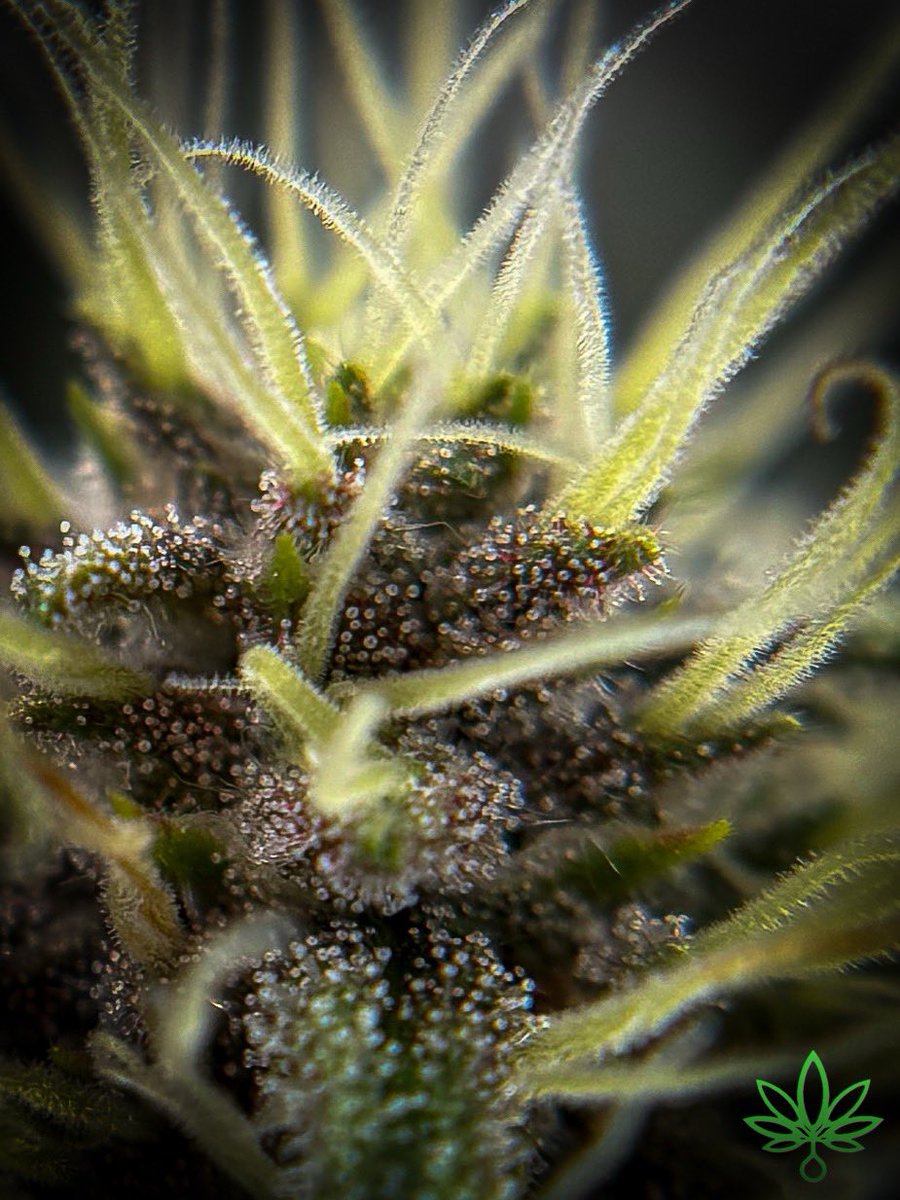the_zig420's tweet photo. “We are all modern day explorers of an invisible alien world.”
~Steven Magee-
#skunkmagazine
#growmagazine
#cannaart
#cannacommunity https://t.co/kaSDPnMiY2