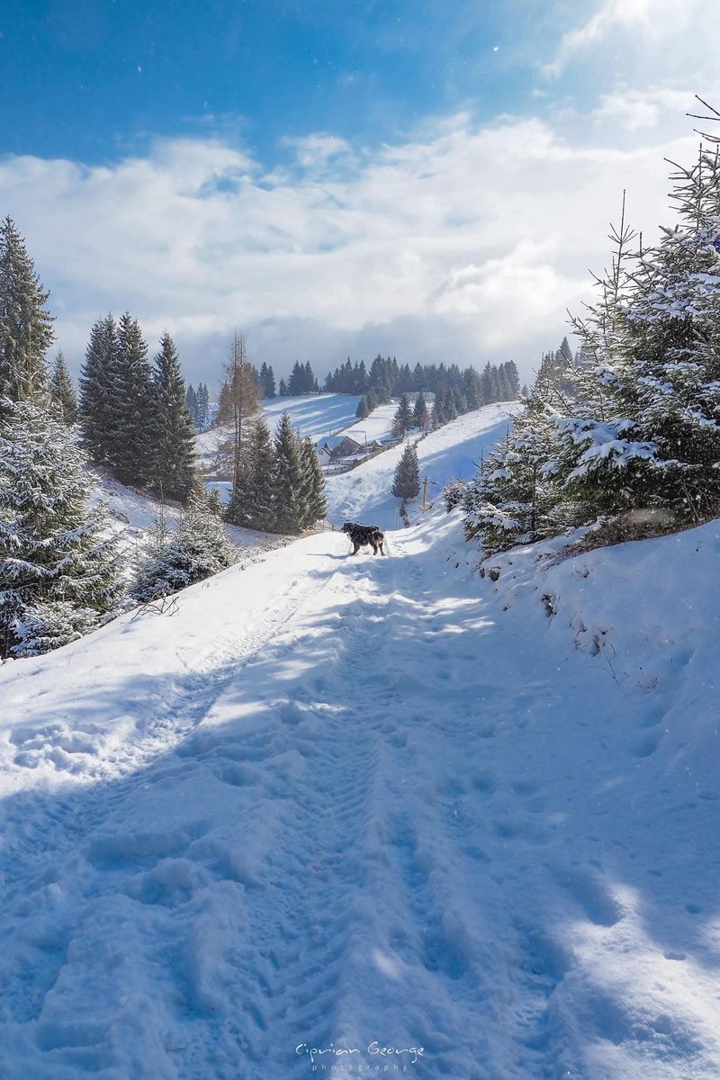 Travel_2Romania's tweet photo. Solitudine . Iarnă în satul românesc. ❄️☃️🌧️
Prin Fundata &amp; Fundățica #Brașov
©️ George Ciprian 
#TraveltoRomânia https://t.co/YTkTtPFFGf