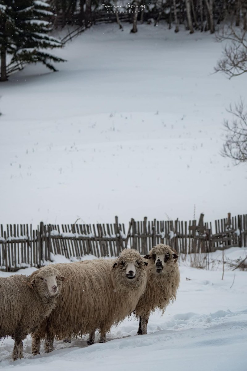Travel_2Romania's tweet photo. Zăpezile de la Fundata și Fundățica.
#Brașov 🏔️❄️☃️🌧️ https://t.co/A3TZIo947y