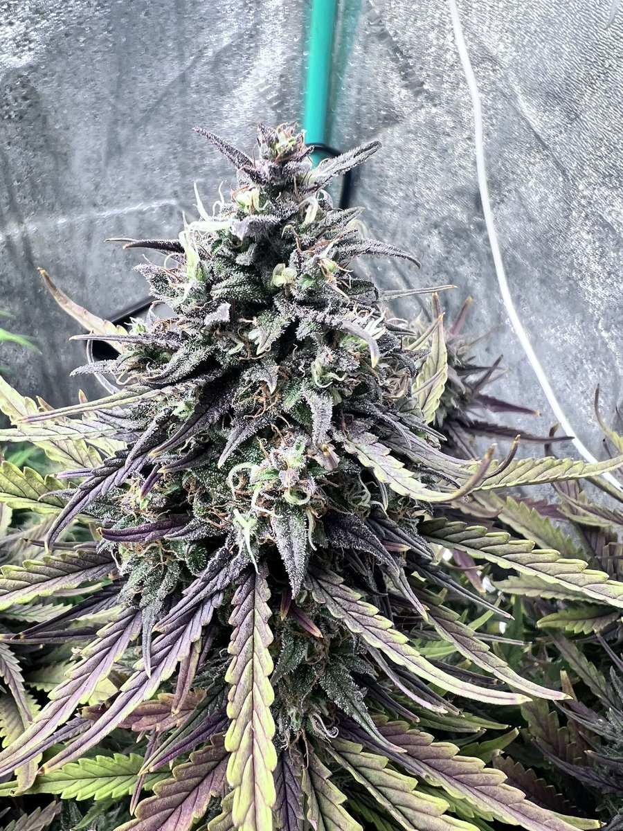 Gorilla cookies, day 75