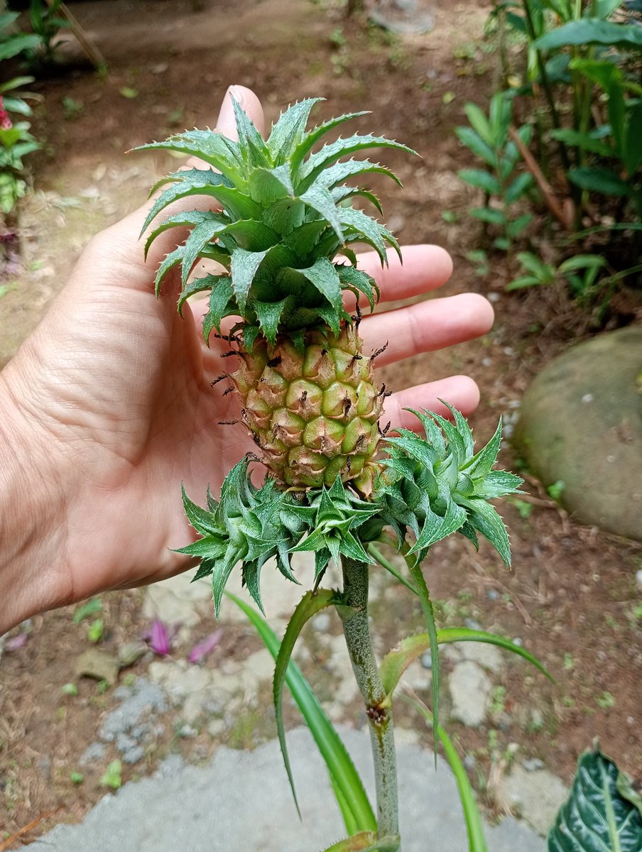 CriptogirlB's tweet image. GM #Cardano
did you ever seen a pineapple baby?
it is for a Baby Pizza @Cryptofly777 ....