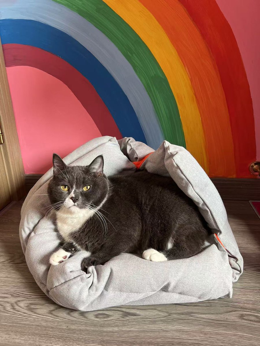 JustCutePet's tweet photo. 🐈🐕🫧The Pet Cave 4 in 1 Cat Bed, which is loved by cats at home, can be used as a pet sofa, a pet bed, a pet mat, and a pet tunnel✨#PetCave4in1CatBed  #Catbed   #cats #cattunnel #petmat #pet #pets  #USA #justcutepet https://t.co/xDCP7pacIg