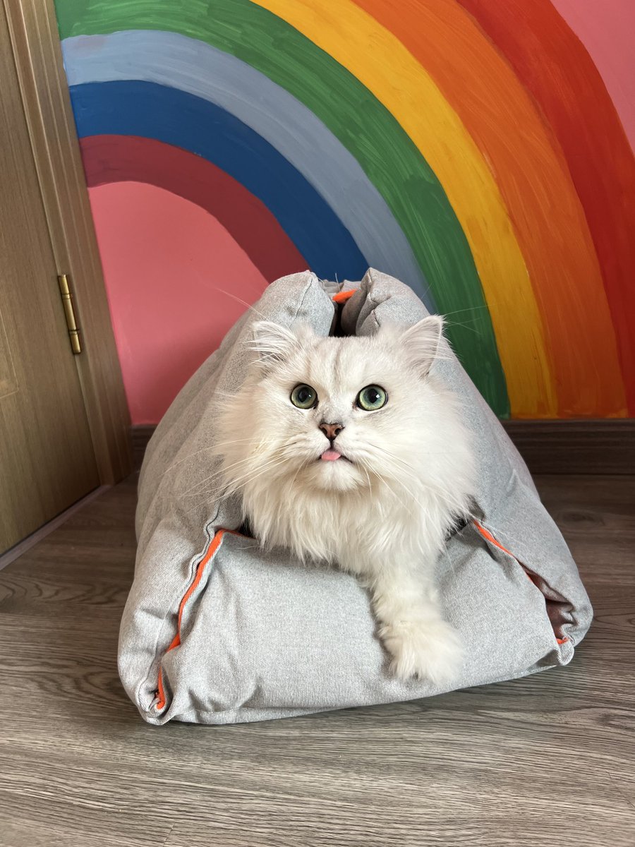 JustCutePet's tweet photo. 🐈🐕🫧The Pet Cave 4 in 1 Cat Bed, which is loved by cats at home, can be used as a pet sofa, a pet bed, a pet mat, and a pet tunnel✨#PetCave4in1CatBed  #Catbed   #cats #cattunnel #petmat #pet #pets  #USA #justcutepet https://t.co/xDCP7pacIg