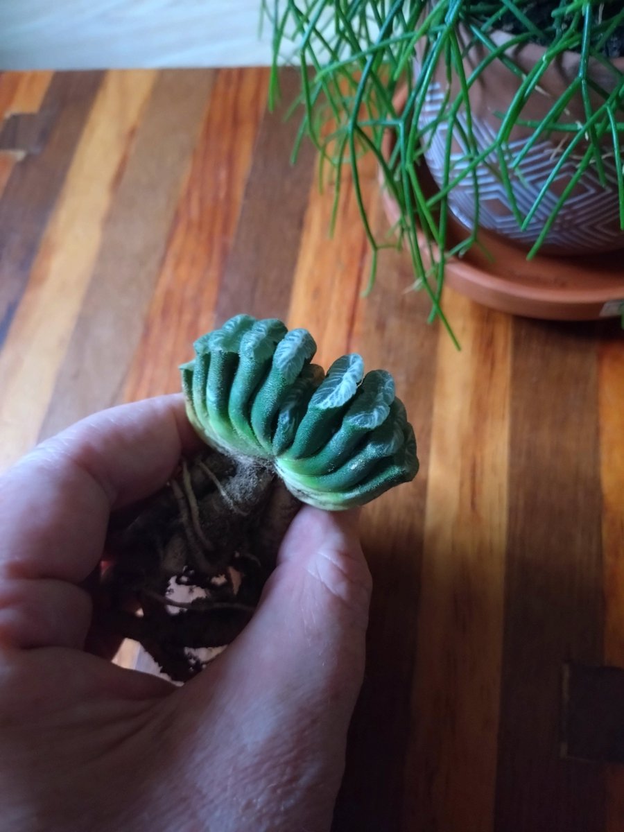 Haworthia species can trigger both adoration and repulsion. Personally this prehistoric looking oddity of absolute wonder sits firmly in the former category.
#Succulents🌱
#SouthAfrica