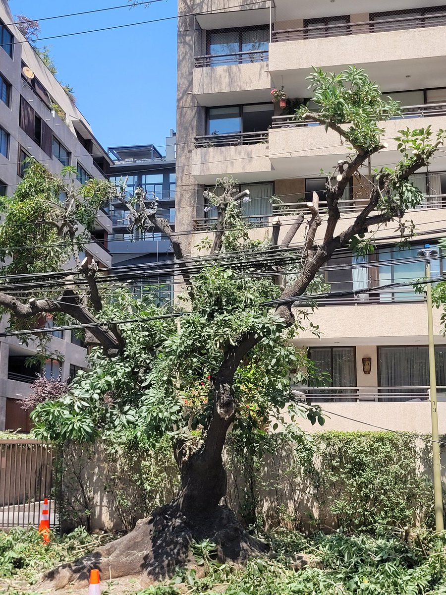 FelipeCarrasma's tweet photo. @catasanmartinlc @Muni_LasCondes @EnelChile  miren lo resaca de la poda en calle #lacapitania. https://t.co/dPy8YZ6Jwi