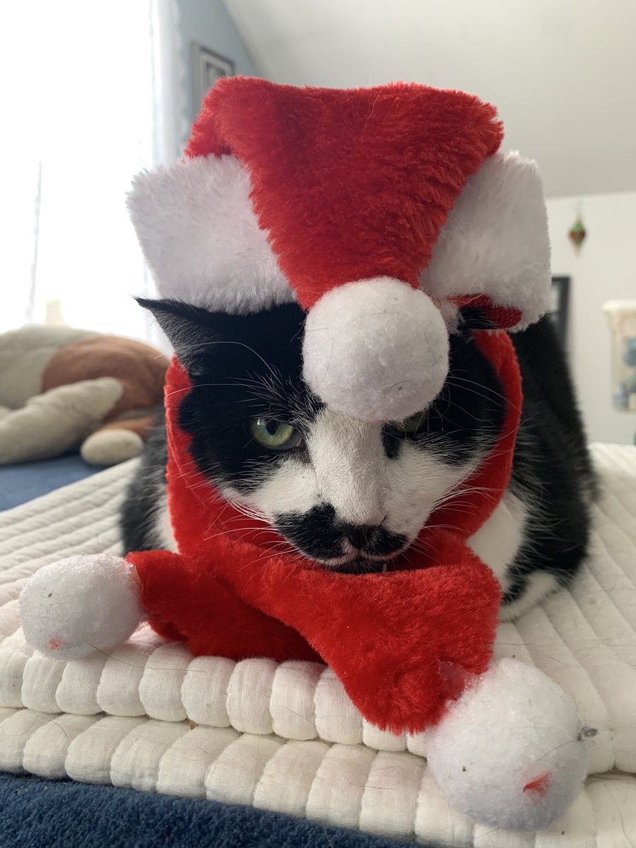 LynneMcbri8140's tweet image. Gotta dress up #ladycat before I put the Xmas stuff away for the year… she looks cranky but was purring the whole time. #christmascat #fatcat #tuxedocat #CatsOfX #catswithstaches #hohomeow #Christmas2024