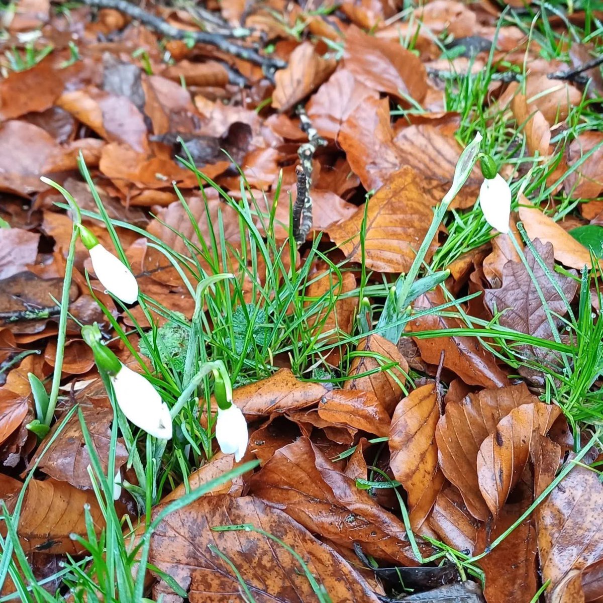 The first snowdrops of winter.