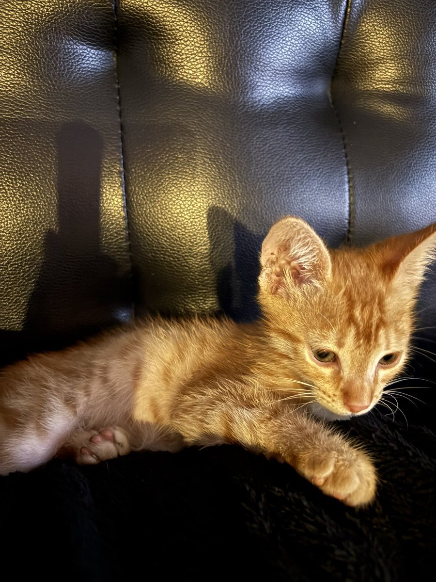 morenaacosta53's tweet photo. Regalo gato naranja me rompió la pantalla de mi celu 🥰 https://t.co/fiL0tClRAv