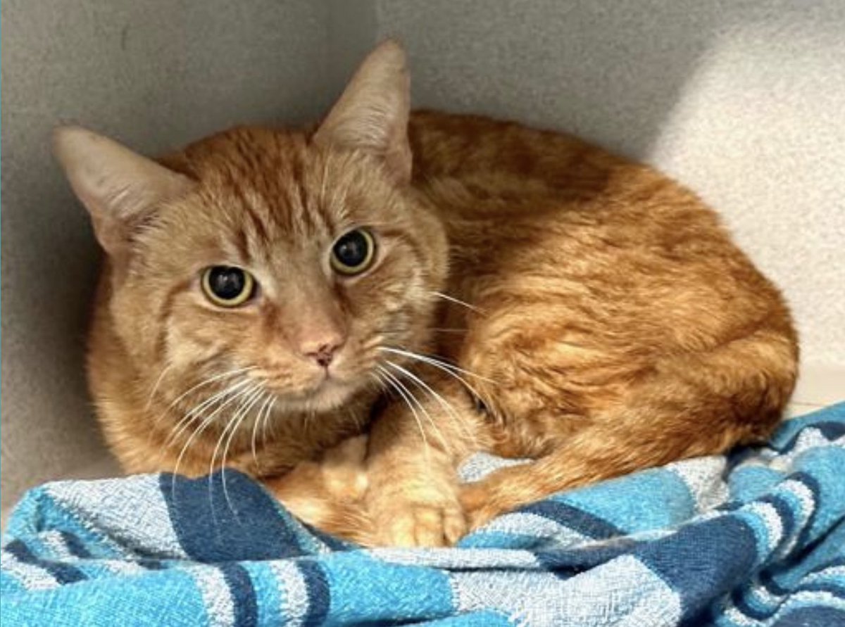 🆘🆘 For poor Sonny 8 yo since 43 days in Manhattan ACC🔥🔥💔💔😿😿 He just came out of a prolonged URI🙏 So it will be great if he get out of there 🚨🚨

🚨Sonny has good teeth except for one that needs to be pulled, a major obstacle for most adopters unfortunately 🚨 Clearly,