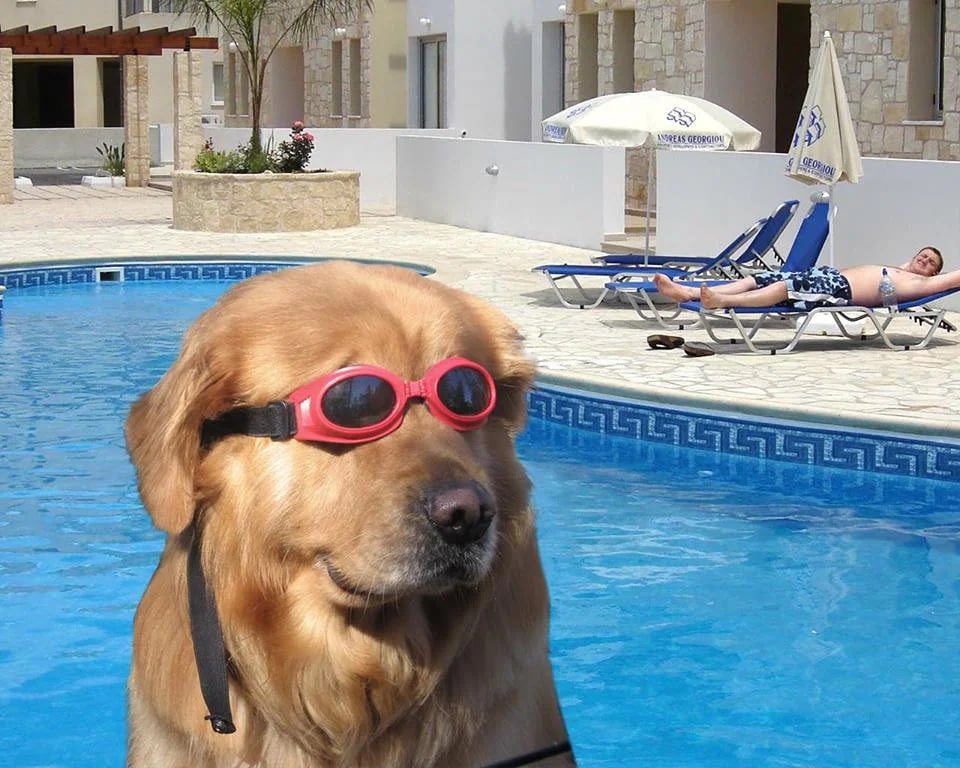 I can stay inth pool longer than the market can fade $DIP