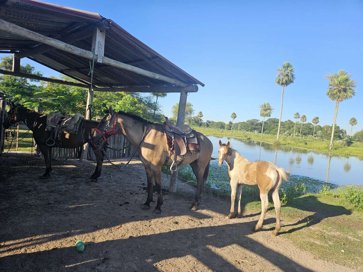 Empezó mis vacaciones x Ñ ...bajo chaco