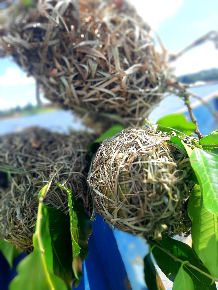 djbushbaby's tweet photo. Day we'll spent, saving endangered birds. When we preserve birds, we save ecosystems. Let’s spread our wings for them.
#Conservation
#Birding
#InTouchWithNature
#Revitalise 
#BussiIsland
⚠️  Don't try this at home without a life jacket. https://t.co/J2odAmah3d
