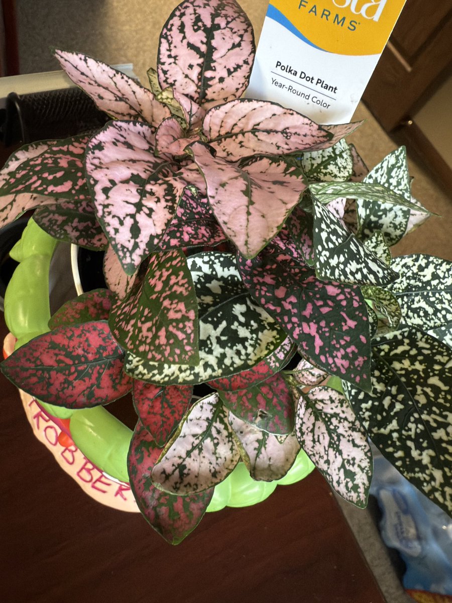 lileve222's tweet photo. New office plant
#plant #planty #strobbery #polkadot #plantchick https://t.co/IOIVc3drZu
