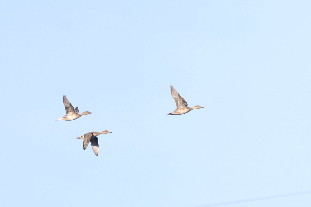 Daniel Branch (@danielbranch94) on Twitter photo A Halifax birding day out with <a href="/CogHarry/">Harry Coghill</a> with some Pintail madness!
1st went to Ringstone Edge to twitch two drakes found earlier, as it was a Halifax tick! Found 4 birds present!
Then checked Elland GP and had 3 females fly over with a Wigeon!
Just one other Halifax 2024 record! A Halifax birding day out with <a href="/CogHarry/">Harry Coghill</a> with some Pintail madness!
1st went to Ringstone Edge to twitch two drakes found earlier, as it was a Halifax tick! Found 4 birds present!
Then checked Elland GP and had 3 females fly over with a Wigeon!
Just one other Halifax 2024 record!