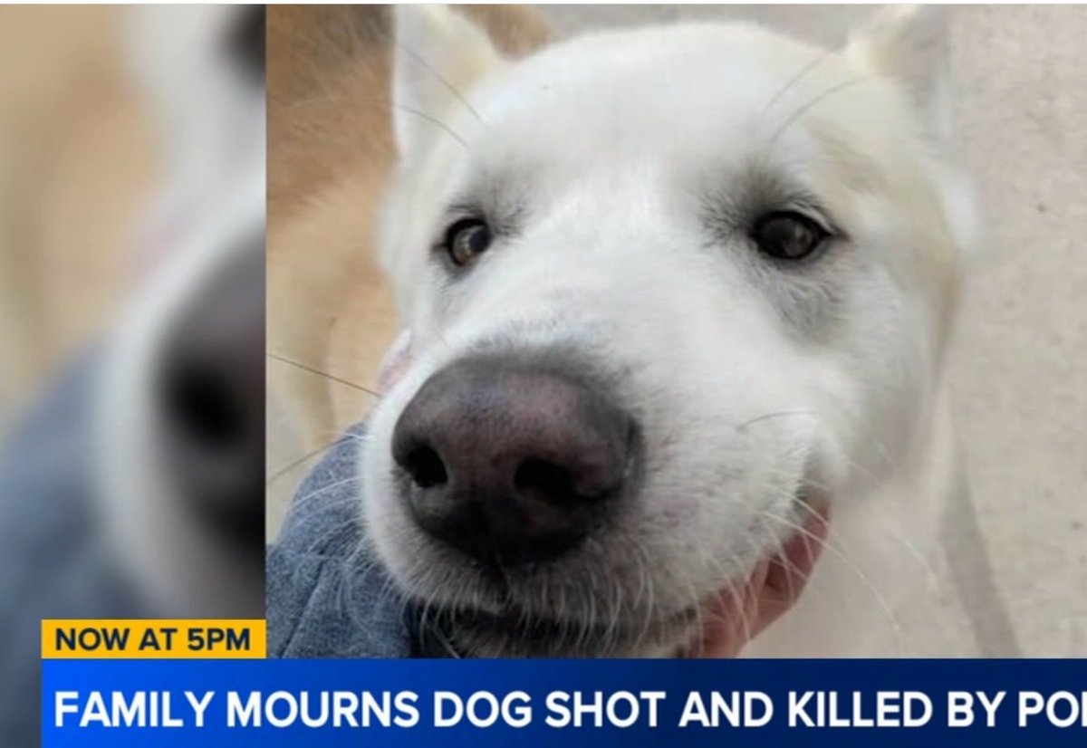 Max_x100500's tweet photo. @cb_doge Will you save animals from being slaughtered? USA kills animals, recently a police officer shot and killed Maxi the dog on Christmas Day. Have you heard anything about this?
#JusticeForMaxi https://t.co/dc3pMceYNd
