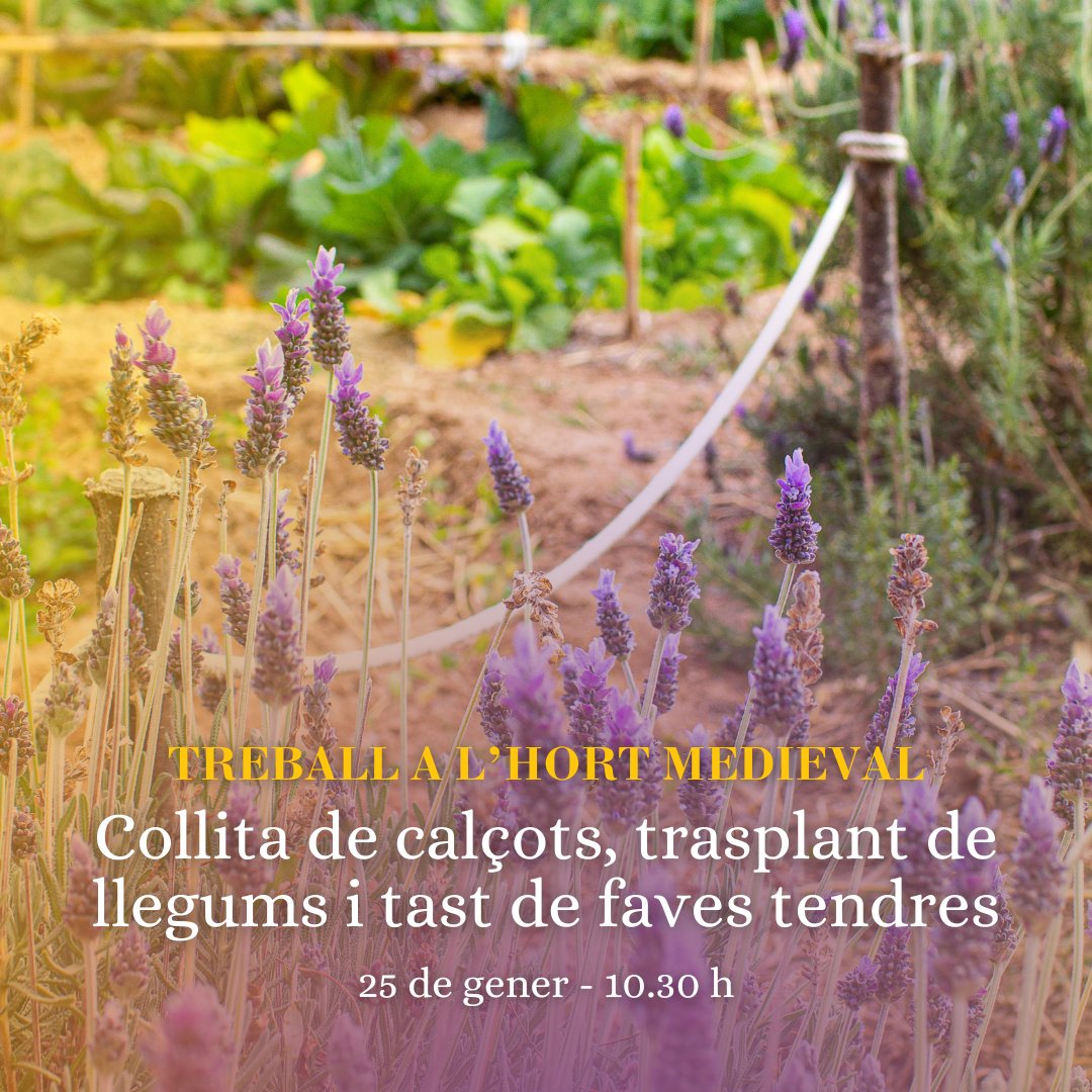 💡Com era l’alimentació a l’edat mitjana?

🥕 Al taller "Treball a l’hort medieval" podràs collir calçots, transplantar cigrons i… també faràs un tast de faves tendres acabades de collir!

📅 25 de gener
🕒 de 10.30 a 12.30 h
🎟️ Informació i reserves: bit.ly/3PimpYg