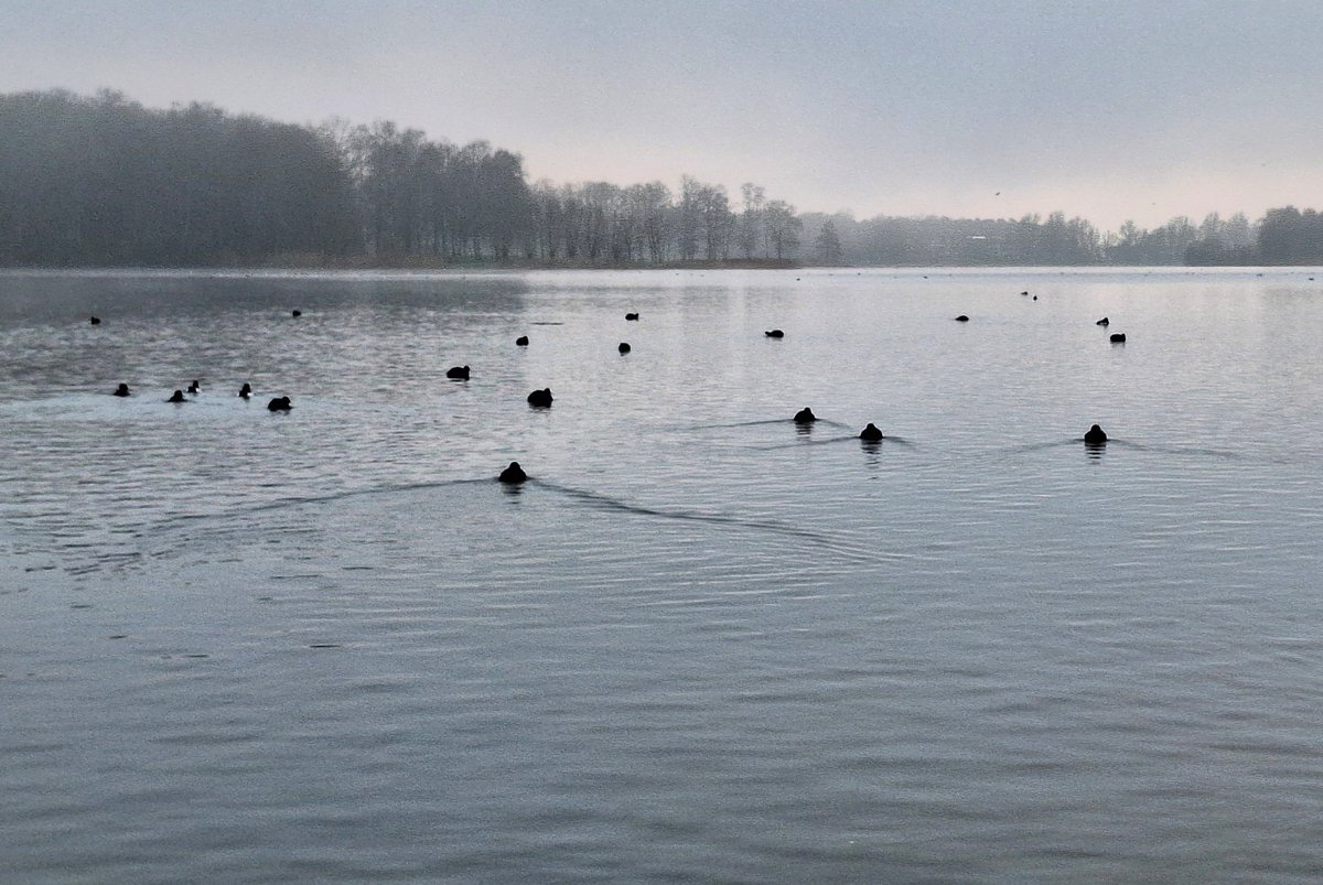 joshua_josprijs's tweet image. #Recreatieplas #Bussloo 
In 30 min tijd van in de zon en later in de #mist 
@helgavanleur  @wolvenne
#BuienRadarNL  #weeronline