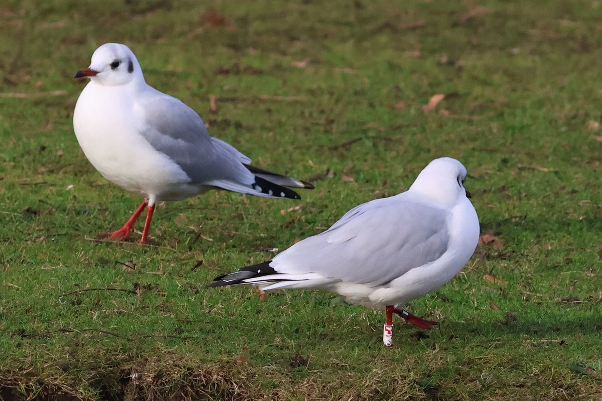 Ian Andrews (@ijandrews1) on Twitter photo 27 Dec. Musselburgh. Little Egret (unusual in winter here), c/r Black-headed Gulls 2JR0 and 2AC4 (seen annually since 2017 and now almost illegible) <a href="/birdinglothian/">Birding Lothian</a> 27 Dec. Musselburgh. Little Egret (unusual in winter here), c/r Black-headed Gulls 2JR0 and 2AC4 (seen annually since 2017 and now almost illegible) <a href="/birdinglothian/">Birding Lothian</a>