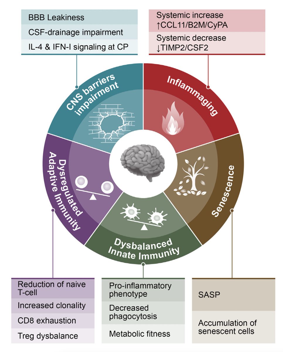EricTopol's tweet image. "A healthy mind is a healthy immune system" 
How can we prevent age-related changes of the immune system to preserve brain fitness?
by @basurco_leyre @maabellanas and colleagues @WeizmannScience 
an insightful perspective, open-access @NeuroCellPress 
cell.com/neuron/fulltex…