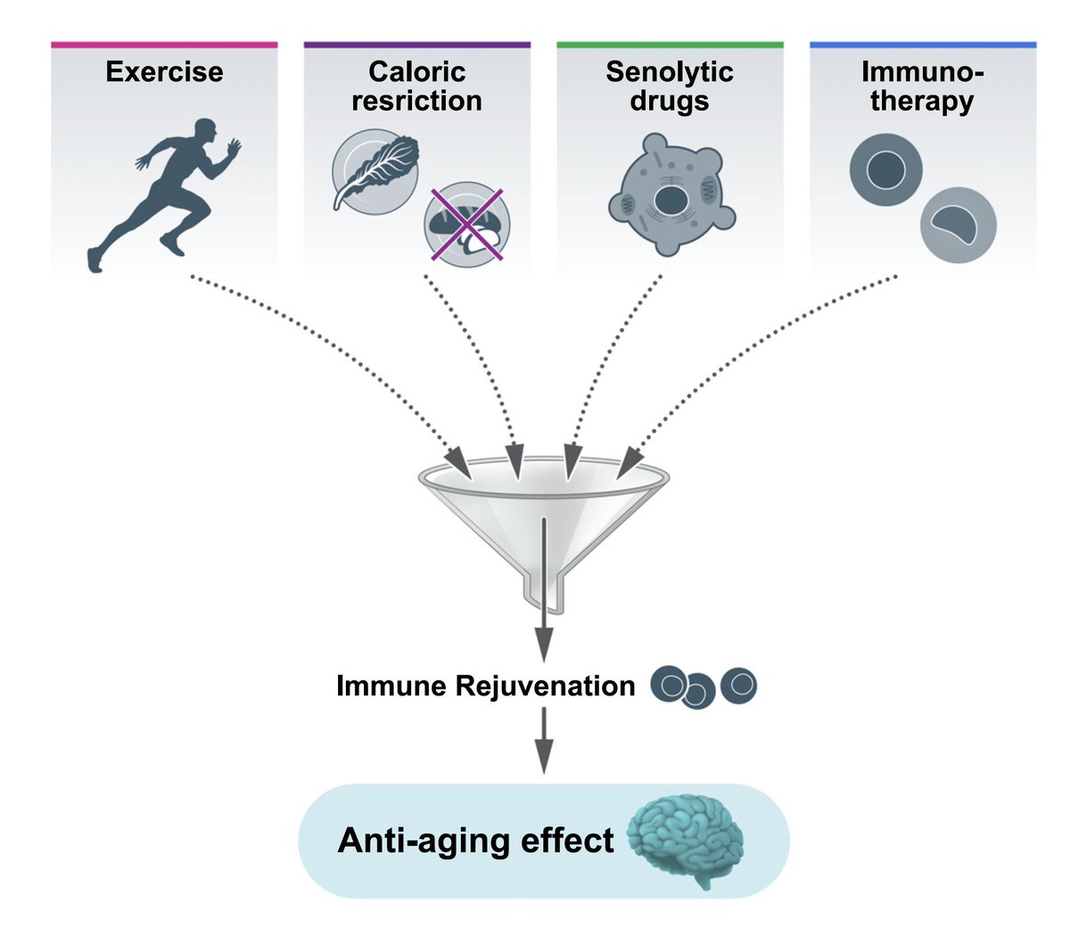 EricTopol's tweet image. "A healthy mind is a healthy immune system" 
How can we prevent age-related changes of the immune system to preserve brain fitness?
by @basurco_leyre @maabellanas and colleagues @WeizmannScience 
an insightful perspective, open-access @NeuroCellPress 
cell.com/neuron/fulltex…