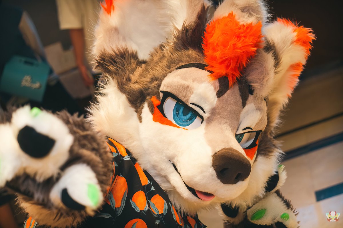 今年最后一个毛五啦！
Last Fursuit Friday in 2024! 
#FursuitFriday #FursuitsFriday