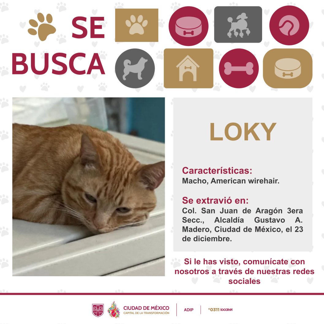 locatel_mx's tweet photo. ¡ LOKY está extraviado! 🐶 

Ayúdalo a regresar a casa. 🐾🐾🏠
 
Si lo encuentras 🔍comunícate a nuestra línea *0311📱, disponible las 24 horas.🕛

#AnteLaDudaLocatel
#LocatelContigo https://t.co/KH8hePrCp4
