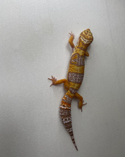 Regos_Sol's tweet photo. Geckos don’t leap – they climb. 
$REGOS is taking the steady path to the moon. Join the journey! https://t.co/4dYYXoKWsS