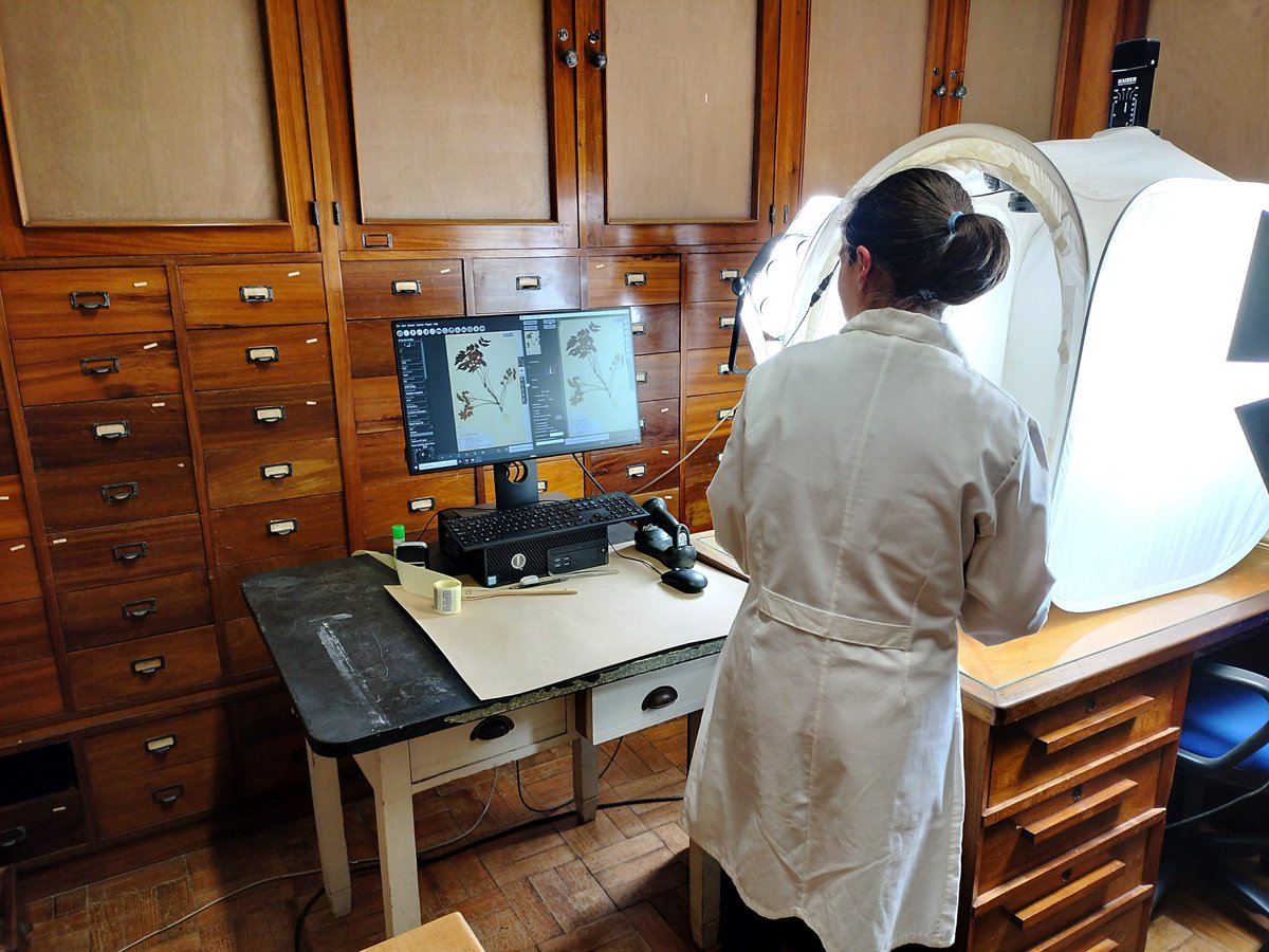 CoiHerbarium's tweet photo. Estamos a digitalizar os exemplares de Timor-Leste no âmbito de uma colaboração no projeto #PNUMA. A sua transcrição será feita por voluntários na nossa plataforma de ciência cidadã EXPLORATOR. Qualquer pessoa pode colaborar na transcrição : https://t.co/yTAxqtE0jK https://t.co/ZHaWIxDW5Z
