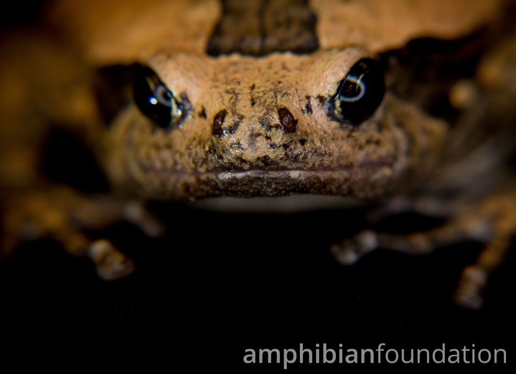 amphibianfound's tweet photo. Let's band together and make the last #FrogFriday of 2024 the most #AmphibiousAF yet!
#BandedBullfrog #Kaloula Kaloulapulchra #Microhylid #Microhylidae https://t.co/d4oVrTjTGz