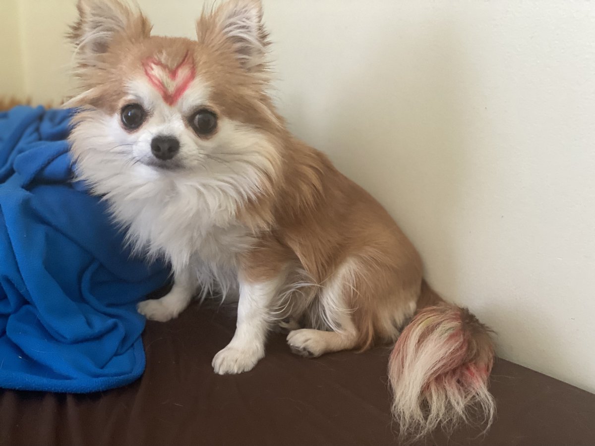HeartPup's tweet photo. TODAY only $29 a sling! ⚡ - https://t.co/e3z1sauxcj #heartpup #drasticallydiscounted #flashsale #giveaway #finalsale #lastchance #bargain #petdiscounts #dogcarrier #dogbag #dogcarrier #dogtote #puppytote #puppyclothes #puppylove #refurbished #pets #chewy #petco #amazonpets https://t.co/XDV6nTU7TM