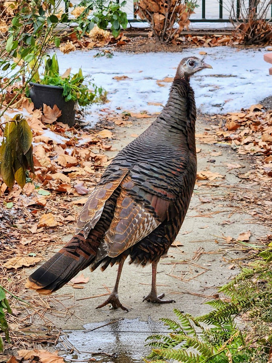 Manhattan Bird Alert tweet media