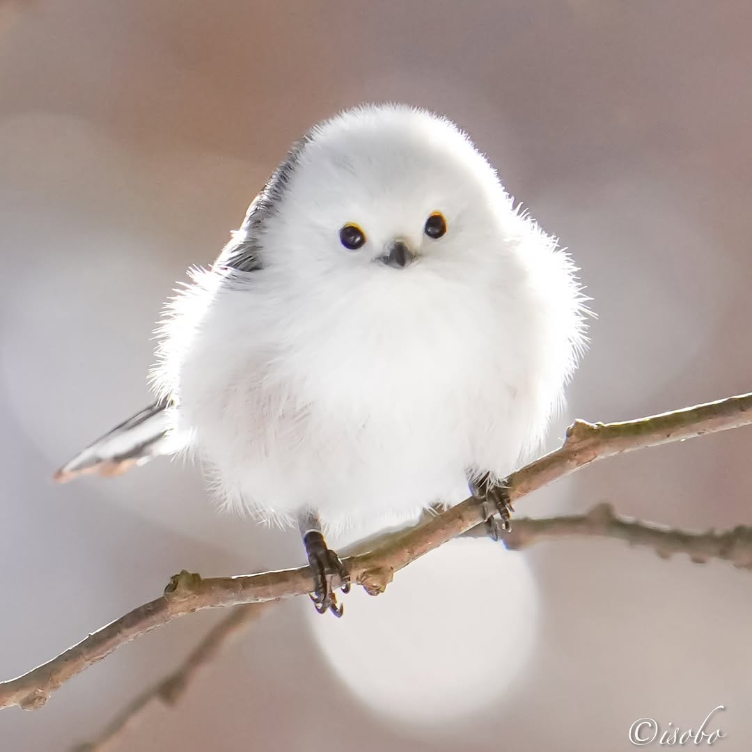Meet the adorable Long-tailed Tit! What would you name this fluffy friend?

📷: <a href="/isobo/">Iso</a> (Instagram) ©️🇯🇵