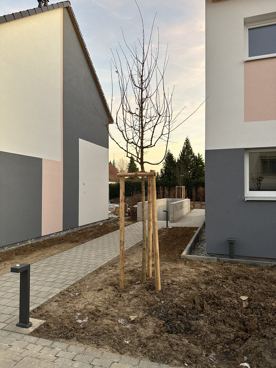 VLOelmann's tweet photo. Nicht zu vergessen: Der „zentrale Lebensbaum mit Kreidetafel, der zum gemeinsamen Kirschen naschen und Gestalten einlädt“, ja, so steht das leider wirklich im Exposé. 

Ich sag mal so: Bis der Kirschbaum irgendwas an Früchten trägt, sind die Kinder ausgewachsen, und die Kreidetafel steht einfach fast direkt vorne an der Straße bei der Einfahrt zur Tiefgarage. Also da, wo man spielende Kinder ganz sicher nicht haben will😭😭

Und jetzt gebt euch das alles in Kombination mit den lächerlichen Preisen und der bereits versauten Fassade. Immobilienmarkt in Ludwigsburg einfach Fiebertraum.