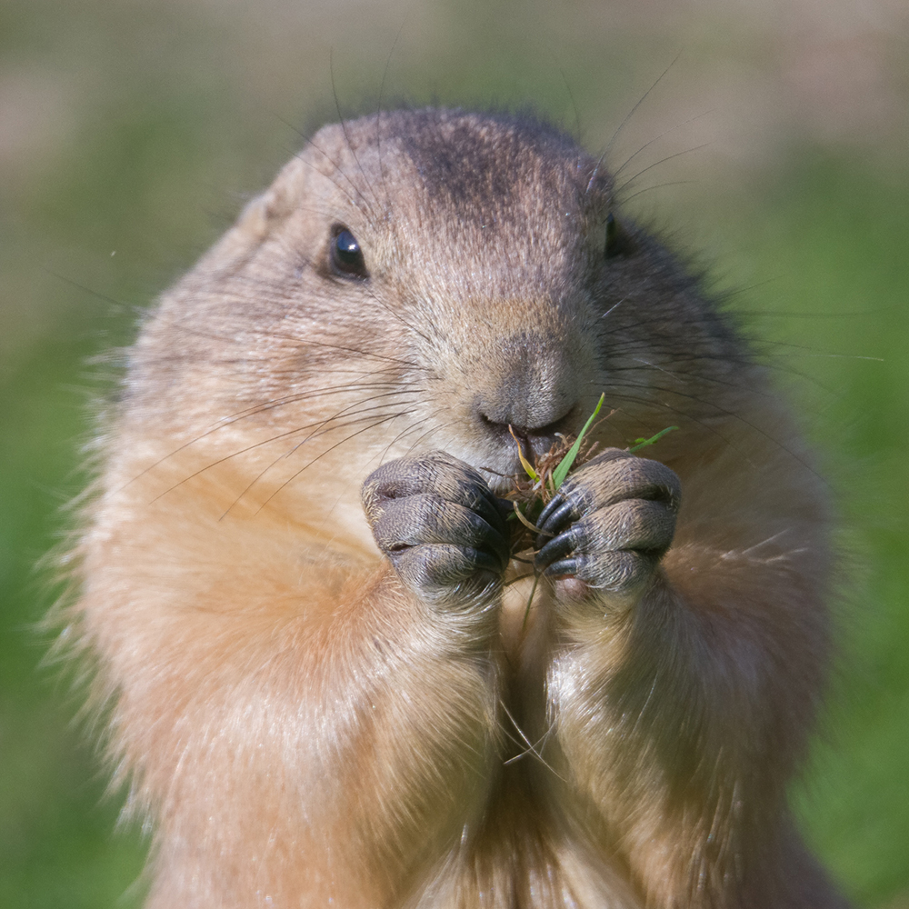 Who else is still living on Christmas leftovers? 🍗 😅

#Christmas #Food #PrairieDog #BanhamZoo