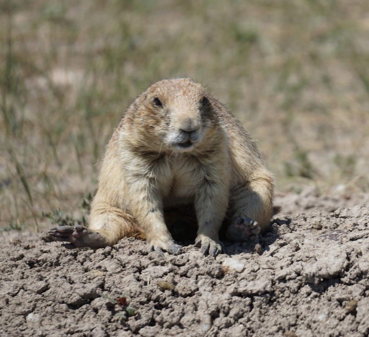 NatlParkService's tweet image. That space Christmas and New Year’s, where you don’t know what day it is, who you are, and what you’re supposed to be doing…