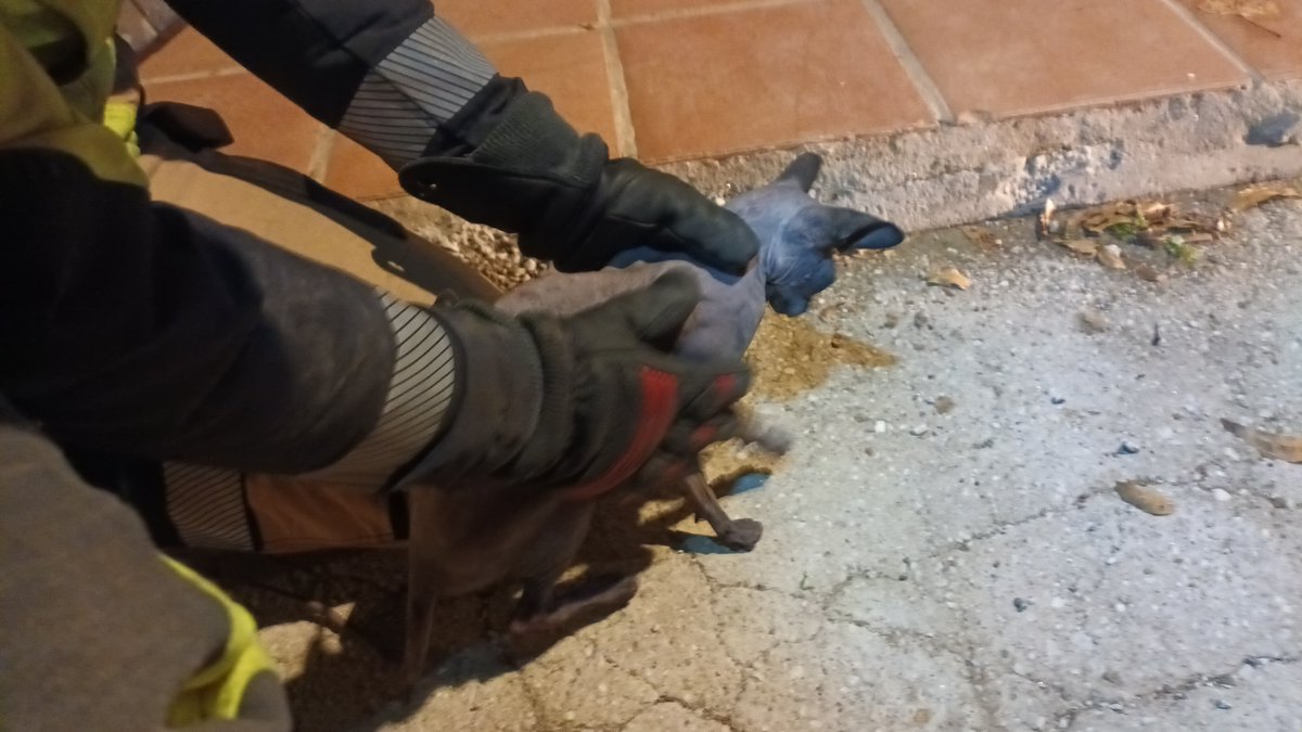 🆘 Encierro Bombero Mlg 🚒 tweet media