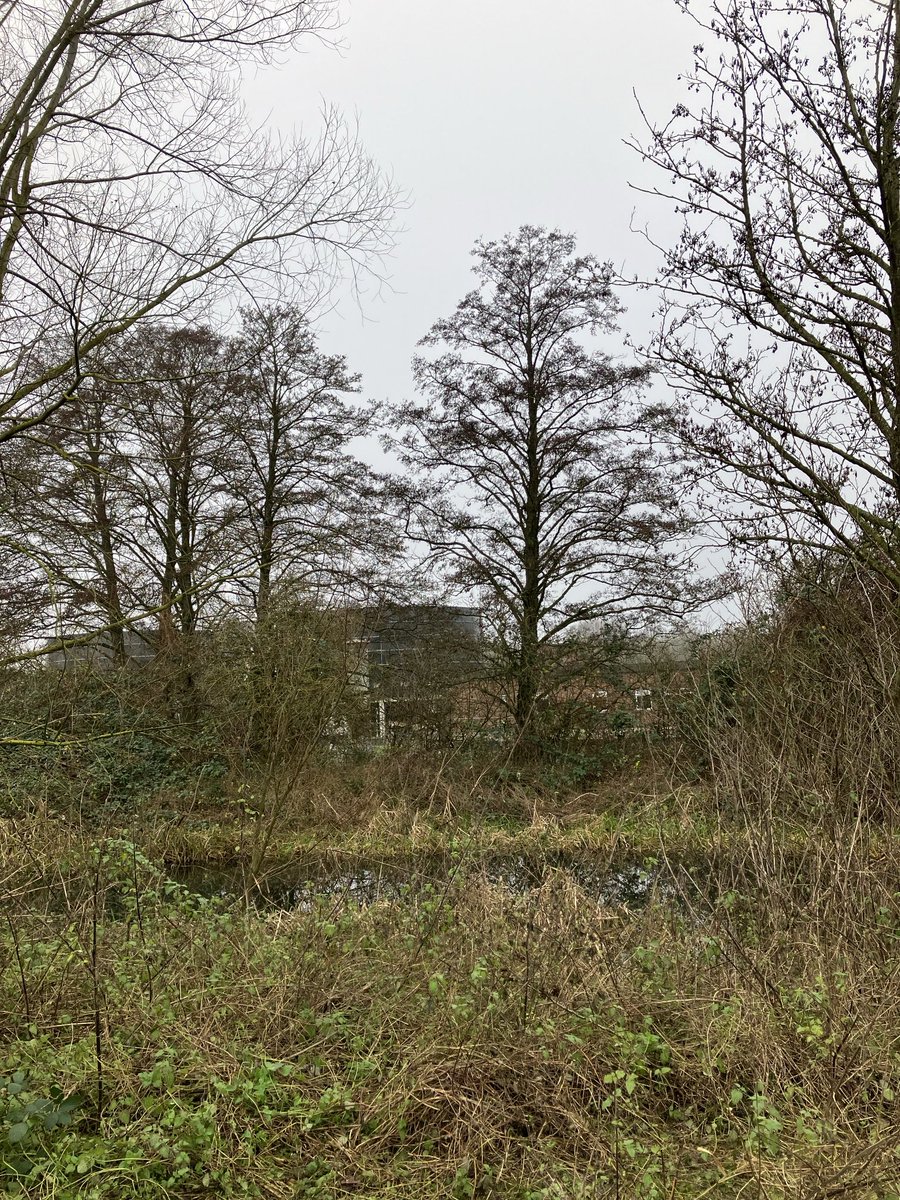 Steve Richards tweet media