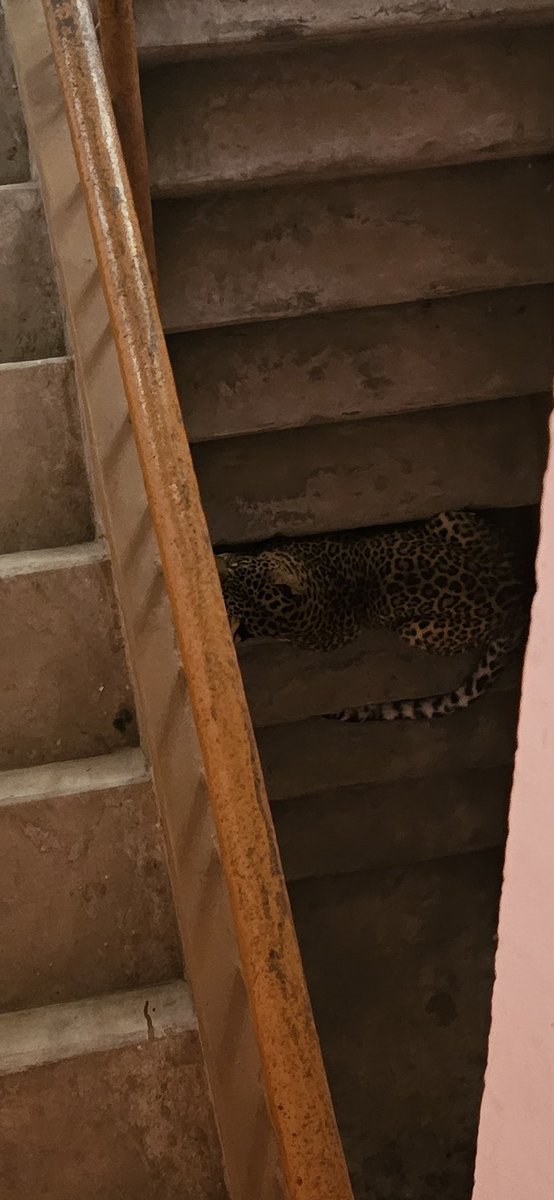 The 🐆 sightings recorded in <a href="/Barasha_mi2/">Barasha Das</a>’s neighbourhood in Kumarpara, Guwahati. Hope the animal is safely captured and released in the wild. <a href="/assamforest/">Assam Forest Department</a> 🤞🏼