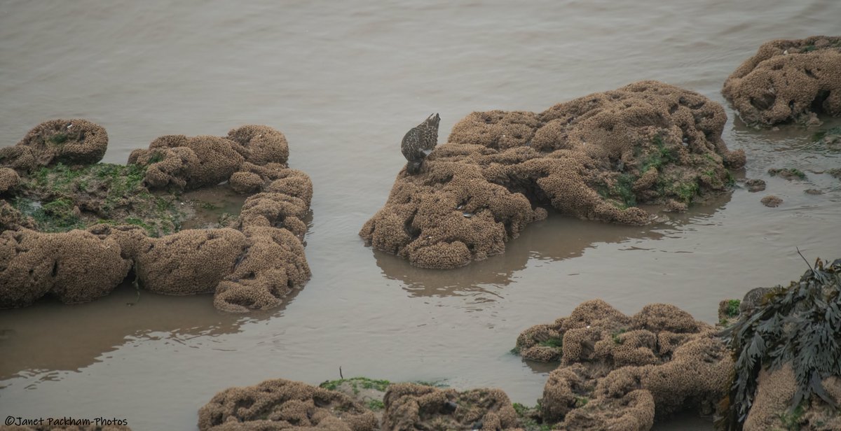 Honeycomb worm at Heysham harbour. <a href="/Lancswildlife/">Lancashire Wildlife Trust</a> <a href="/WildlifeTrusts/">The Wildlife Trusts</a>