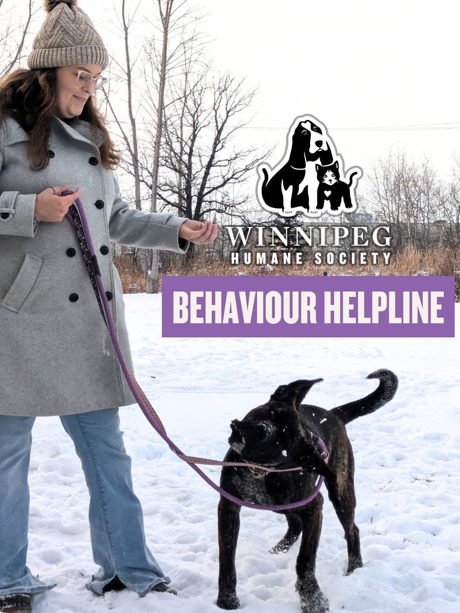 Winnipeg Humane Society (@winnipeghumane) on Twitter photo Do you know about our behaviour helpline? Whether you're dealing with litter box issues, or need tips on reactivity, our team is here to support you and your family.
Reach out to helpline@winnipeghumanesociety.ca and make working with your pet your 2025 goal 🧡💜. Do you know about our behaviour helpline? Whether you're dealing with litter box issues, or need tips on reactivity, our team is here to support you and your family.
Reach out to helpline@winnipeghumanesociety.ca and make working with your pet your 2025 goal 🧡💜.