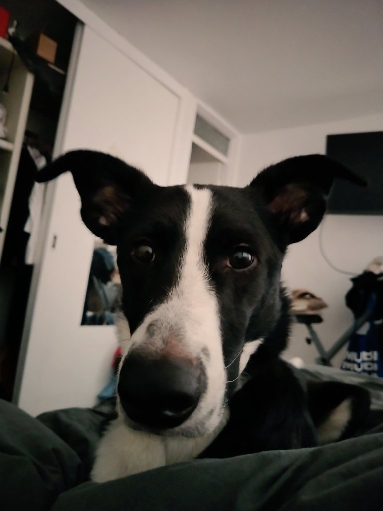 fernanda tweet media